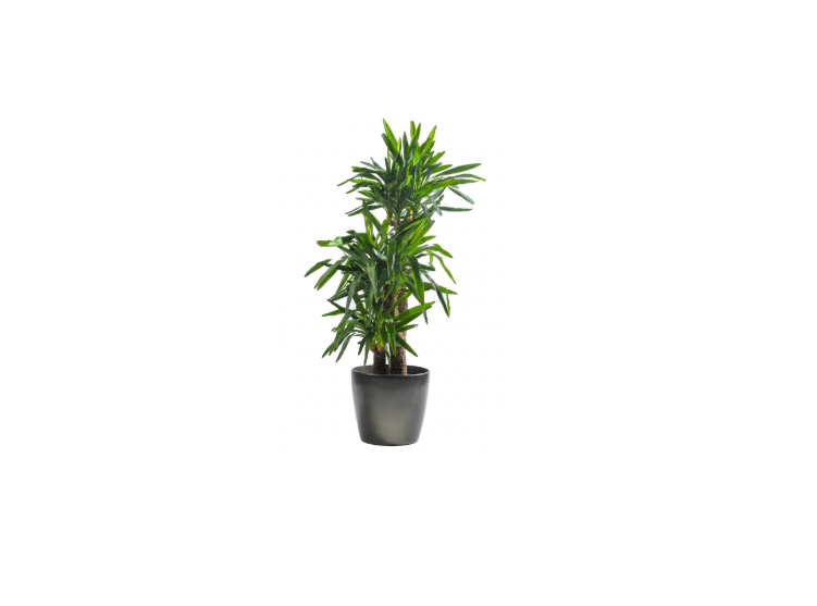 Yucca