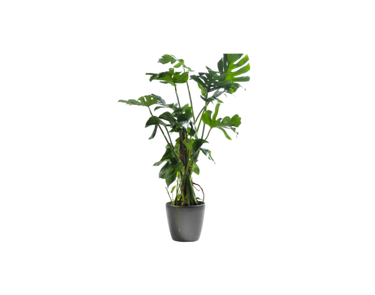 Philodendron
