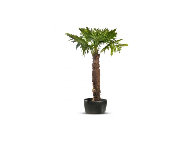 Trachycarpus