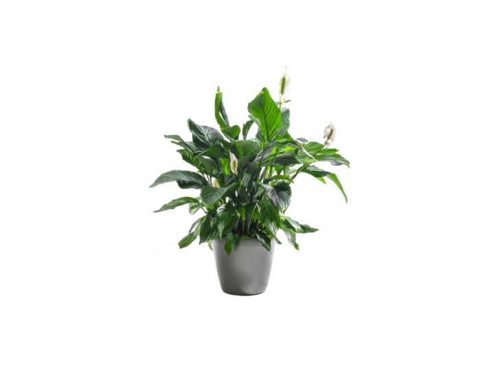 Spathiphyllum