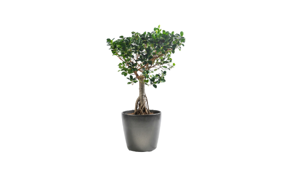 Ficus Panda