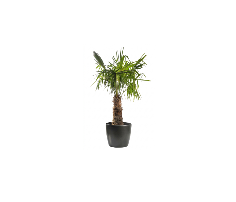 Trachycarpus